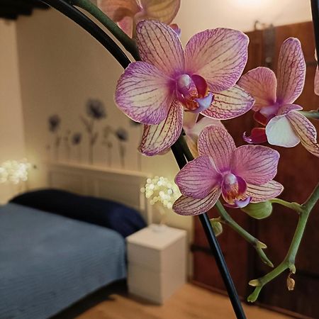 Il Giardino Segreto Διαμέρισμα Λούκα Εξωτερικό φωτογραφία