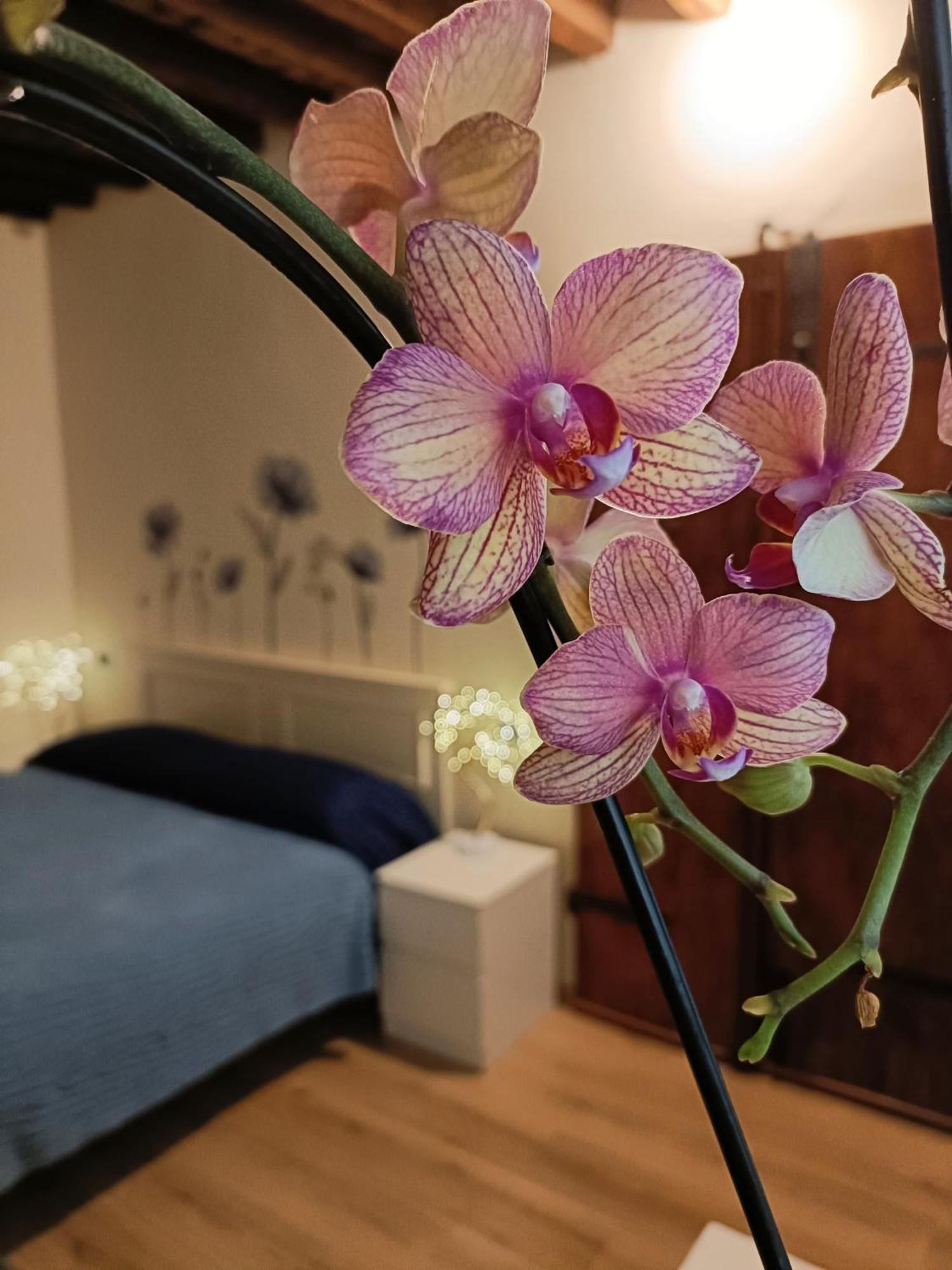 Il Giardino Segreto Διαμέρισμα Λούκα Εξωτερικό φωτογραφία